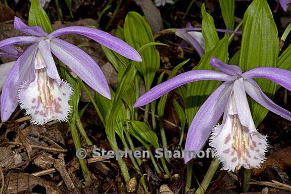 pleione formosana 2 graphic